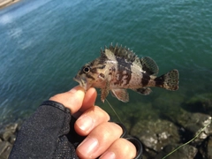 タケノコメバルの釣果