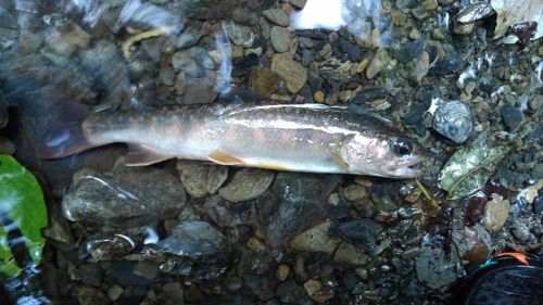 イワナの釣果