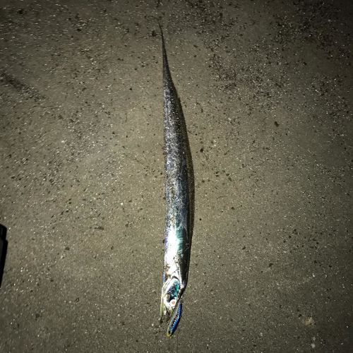 タチウオの釣果