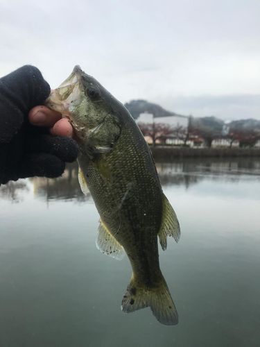 ラージマウスバスの釣果