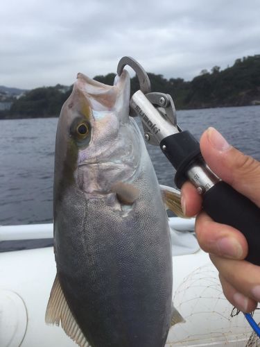 カンパチの釣果