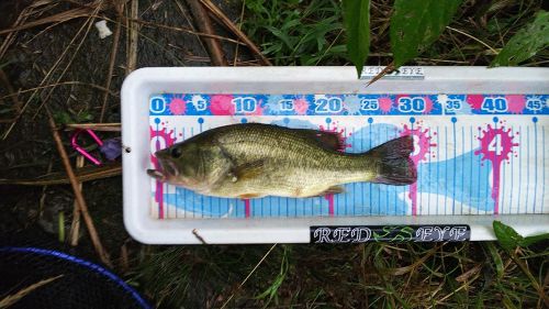 ブラックバスの釣果