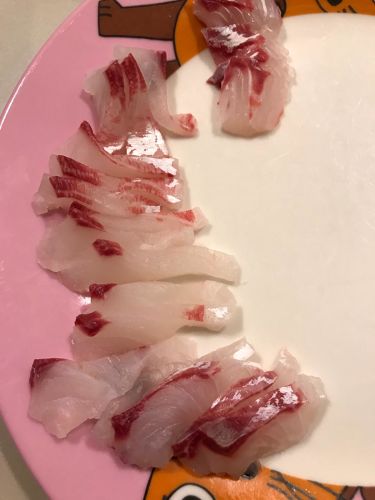 ボラの釣果