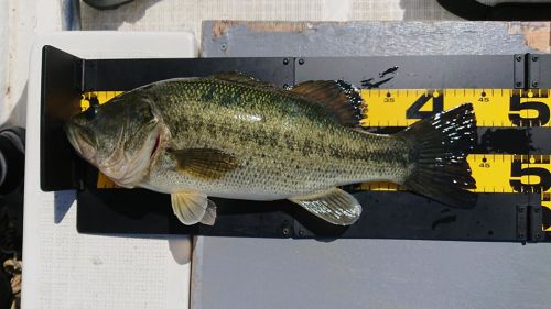 ブラックバスの釣果