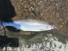 カラフトマスの釣果