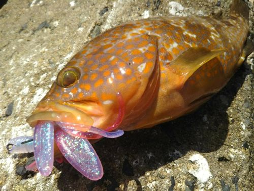 アコウの釣果