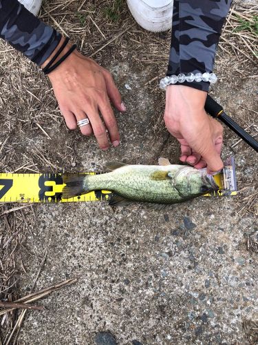 ブラックバスの釣果