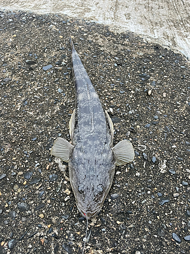 マゴチの釣果