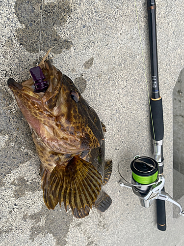 ベッコウゾイの釣果