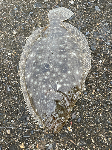 ガンゾウビラメの釣果