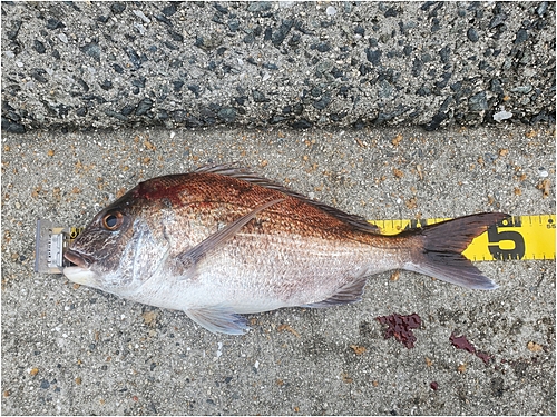 マダイの釣果