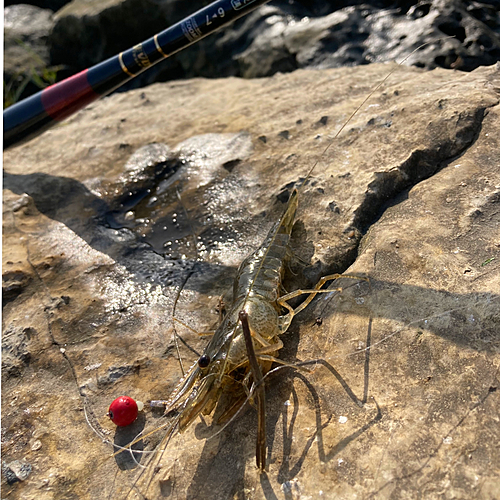 テナガエビの釣果