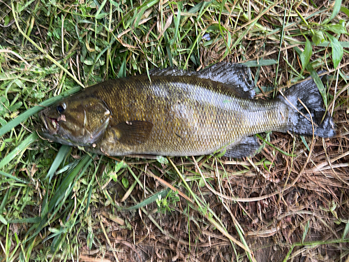 スモールマウスバスの釣果