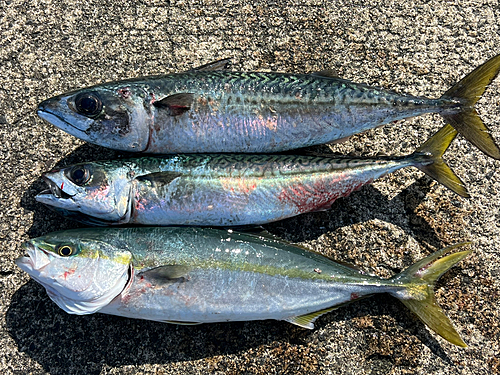 サバの釣果