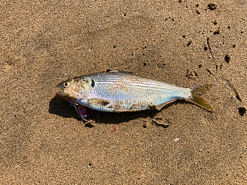 コノシロの釣果