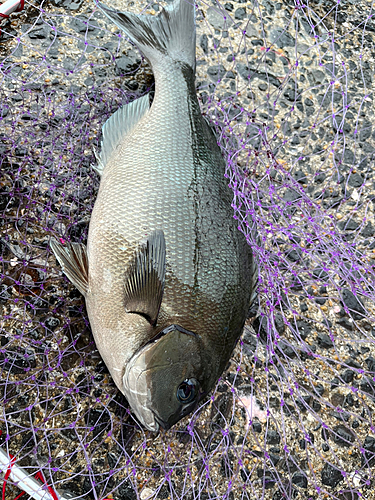 クロの釣果