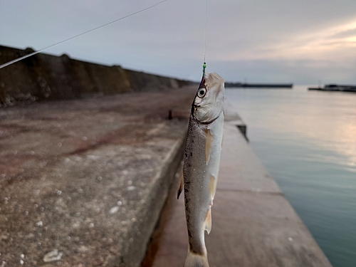 ウグイの釣果