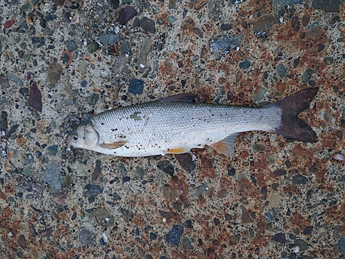 ウグイの釣果