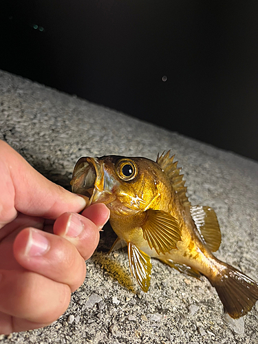 キンメバルの釣果