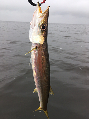 カマスの釣果