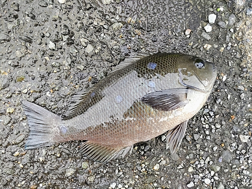 メジナの釣果