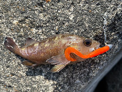 クロソイの釣果