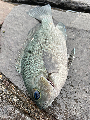 メジナの釣果