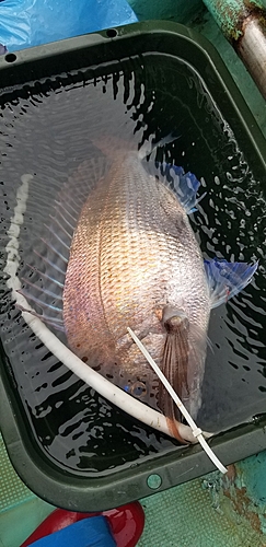 マダイの釣果