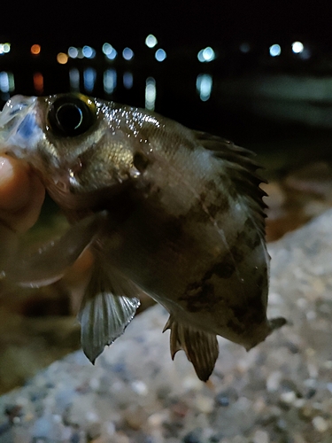 メバルの釣果