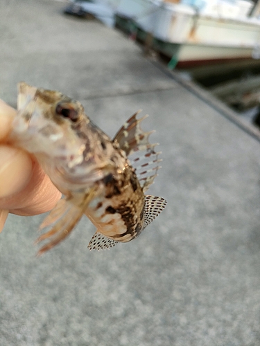 ハゼの釣果