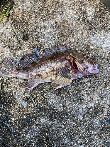 カサゴの釣果