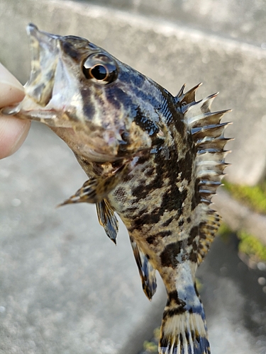 タケノコメバルの釣果