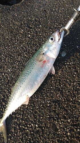 サバの釣果