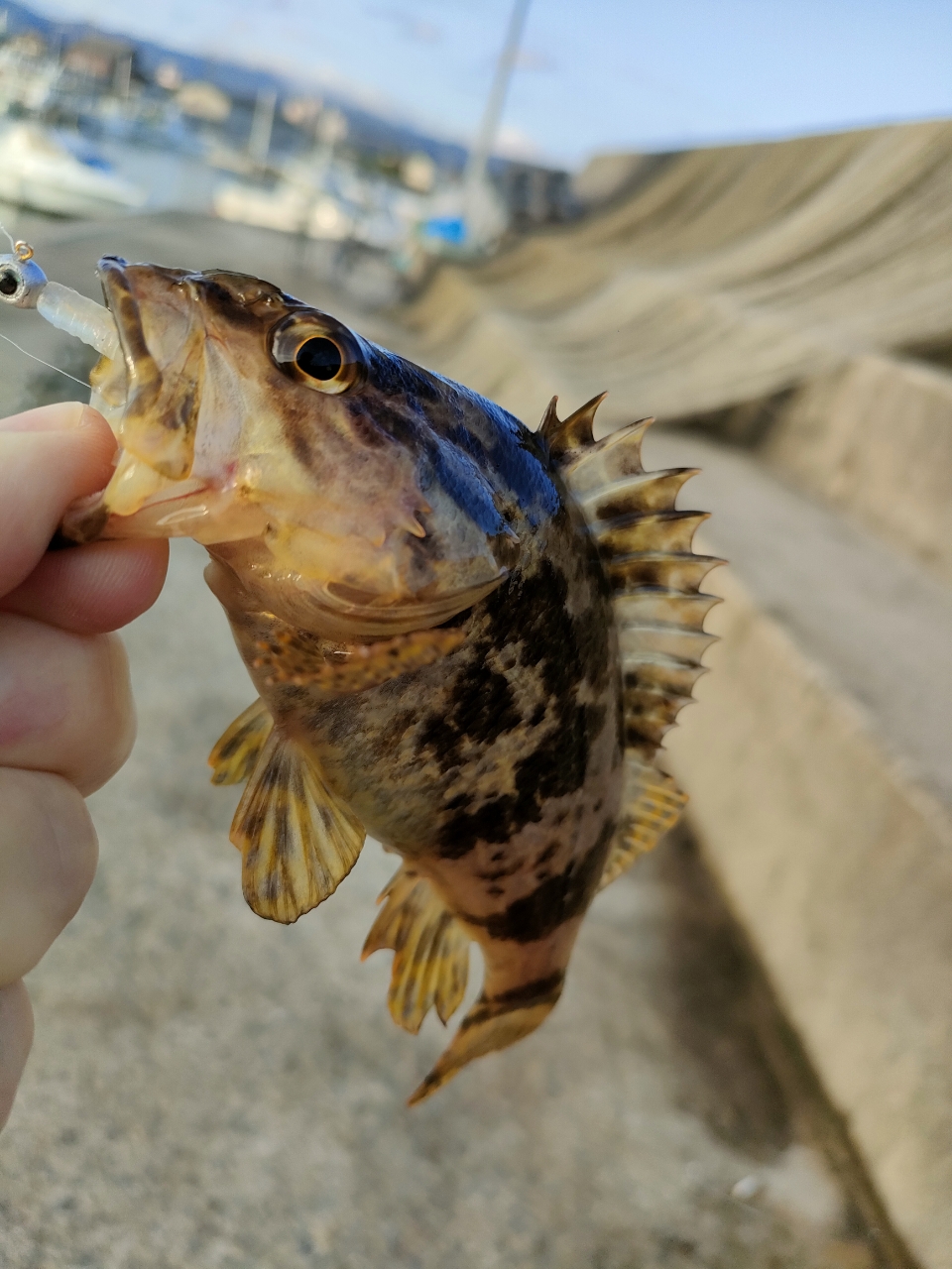 タケノコメバル