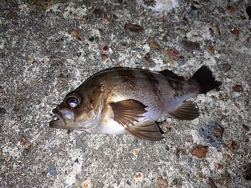 メバルの釣果