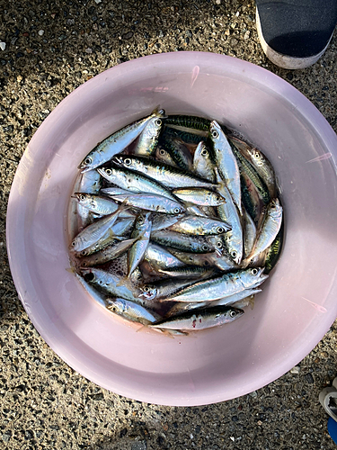 サバの釣果