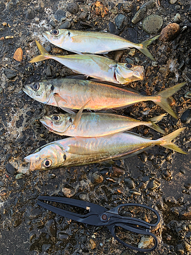 アジの釣果