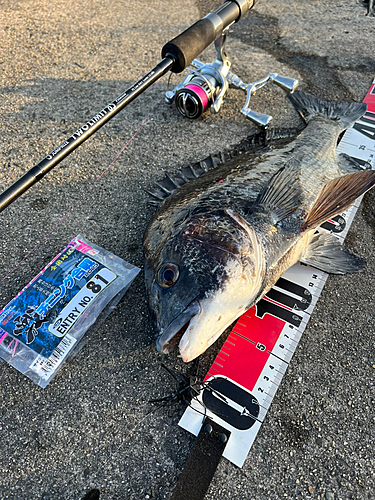 チヌの釣果