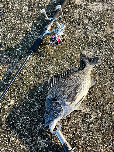 チヌの釣果