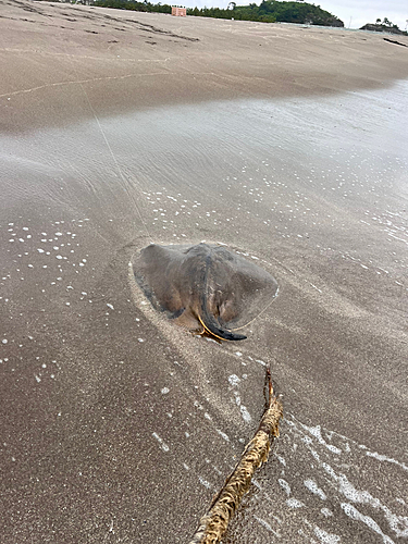 アカエイの釣果