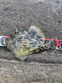 カワハギの釣果