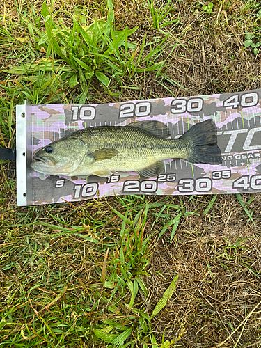 ラージマウスバスの釣果