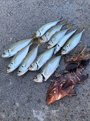 アジの釣果