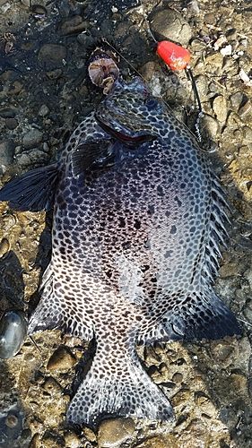 イシガキダイの釣果