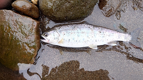 アマゴの釣果