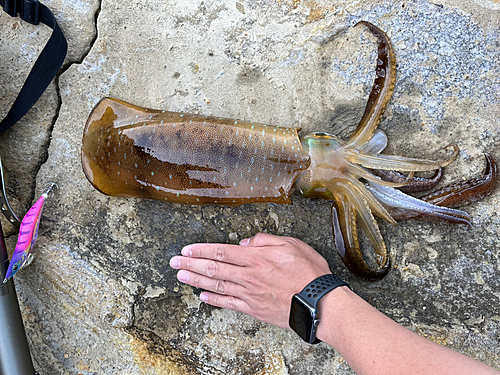 アオリイカの釣果