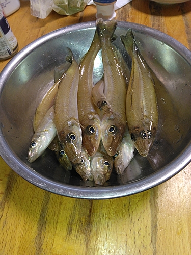 シロギスの釣果