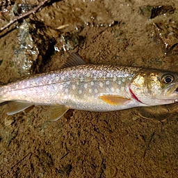 アメマス