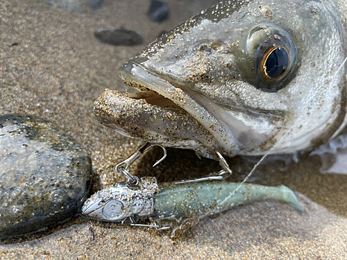 スズキの釣果