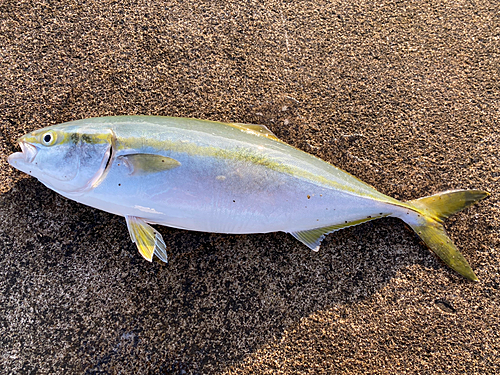 イナダの釣果